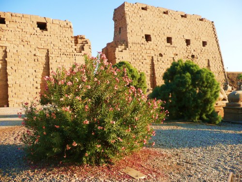 egyptianways:Karnac bush