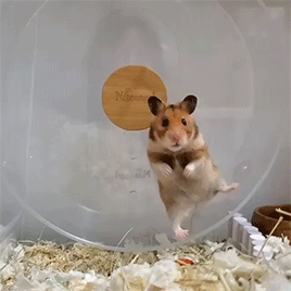 fluffygif: Spin Hamster  
