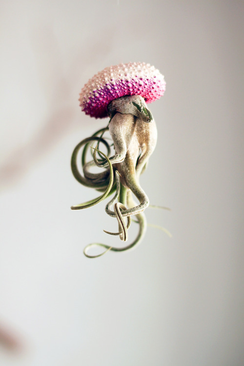 steampunktendencies:    Air Plant Jellyfish by PetitBeast