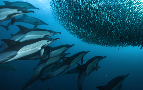 nubbsgalore:photos by alexander safonov of dolphins hunting sardines off south africa’s wild coast. “harmony in motion” is how he describes the hunt. see also: sharks attacking a bait ball