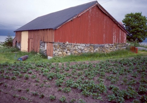 Låve- og potetfelt, Valderøy, Møre og Romsdal, 1984,