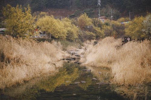 2022-03-20Spring, Cornus officinalisCanon EOS R3 + RF50mm f1.2LInstagram  |  hwantastic79vivid