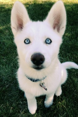 handsomedogs:  Zima the husky, at 3 months