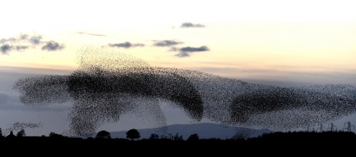 natvrist:staceythinx:Photographer Owen Humphreys captured these images of starling murmurations near
