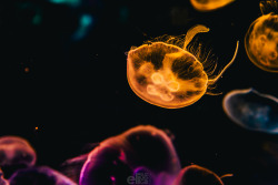 elisuzukigill:  Jellies, Japan.