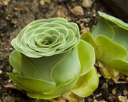 A Rare Rose-Shaped Succulent From The Canary Islands. Greenovia Dodrentalis Unknown