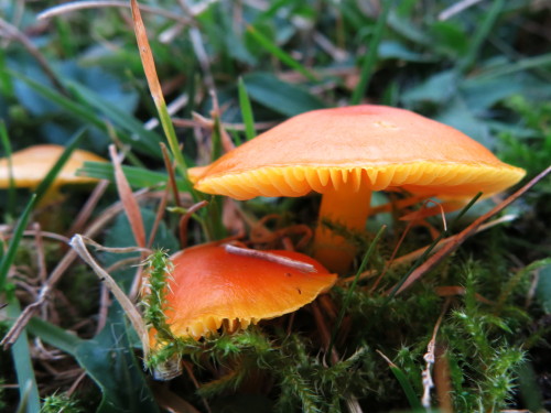 flips99:Hygrocybe ceracea, butter waxcap. Often all yellow, but around here there are quite a few or