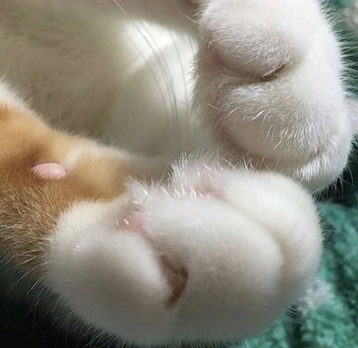 kitty & cat posts / memes