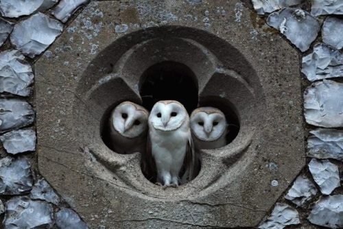 Porn Pics finneanhasspoken:  rhubarbes:  Three Owls