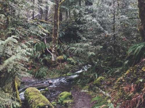 justapplyyourself:Fish Creek Trail. Three Lynx, Oregon.