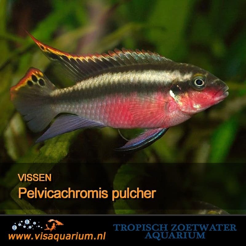 Aquarium vissen : Pelvicachromis Pulcher
#aquarium #vissen #aquariums #aquaria #aquariumfish #fishaquarium #freshaquarium #aquascape #aquariumhobby #freshwaterfish #monsterfish #aquascaping #aquaflora #tropicalfish #aquariumlife #fishkeeper...