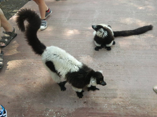 black-and-white ruffed lemur