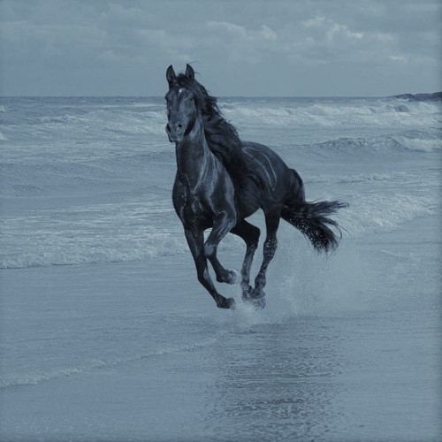 bikcnobi: Poseidon God of sea, earthquakes, storms and horses
