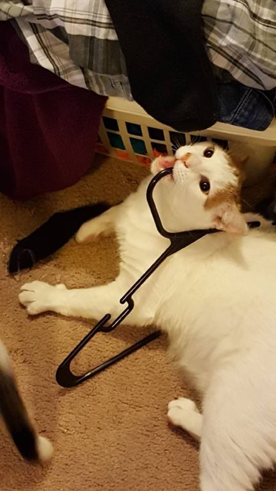 awwww-cute:  Please keep this idiot in your thoughts and prayers. He’s not sick,