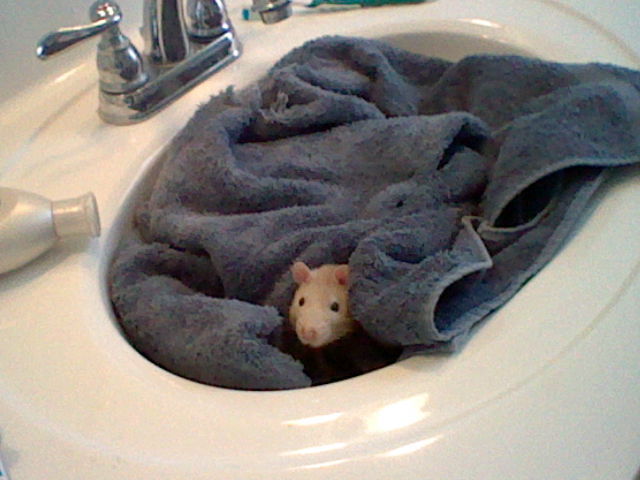 thatsthat24:  aphroditekin:  i gave moose a bath while i cleaned out his cage and
