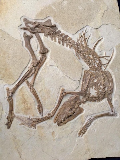 zooophagous:typhlonectes:Fossil of small prehistoric horse, Protorohippus venticolus, unearthed at F