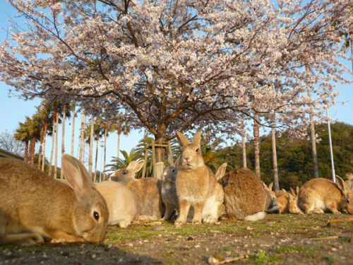 zay4ik:ōkunoshima (rabbit island)[ID: a photograph of many brown bunnies sitting on the ground in fr