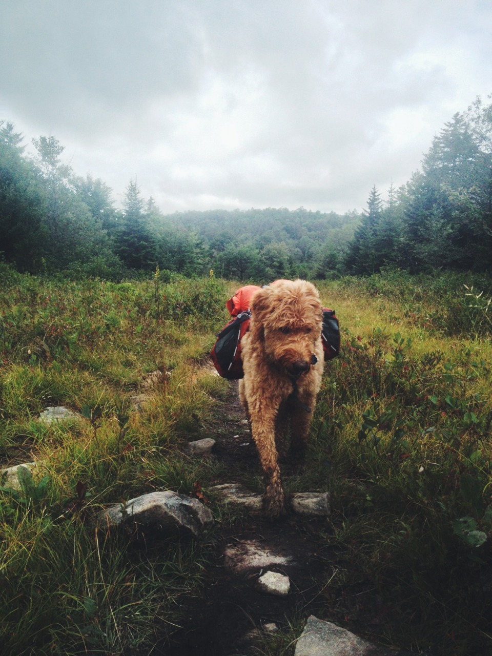 handsomedogs:  This is Ginger who tagged along on a backpacking trip at Dolly Sod,