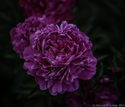 Double bloom - shot with Nikon D7100 using a Nikkor Auto 50mm f1.4 NKJ lens wide open.