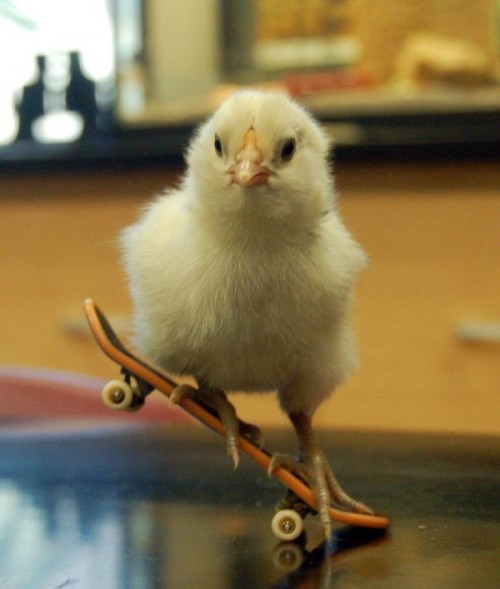 animal-factbook:  Baby chicks are huge daredevils. They enjoy adventurous sports like water skiing, 