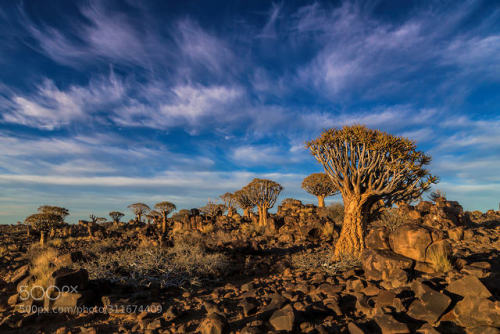 Quivertree Forest by vossiem