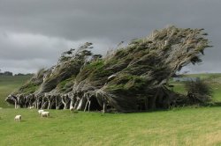 unexplained-events:  The Windswept TreesLocated at Slope Point, New Zealand. These trees are consistently lashed with fierce and cold southwesterly winds that blow up from Antarctica which is what makes them look like this. They also look like wolves