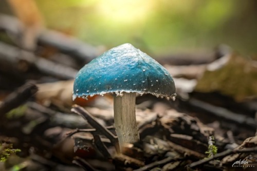 sweetd3lights: © All rights reserved by  pitsfotos