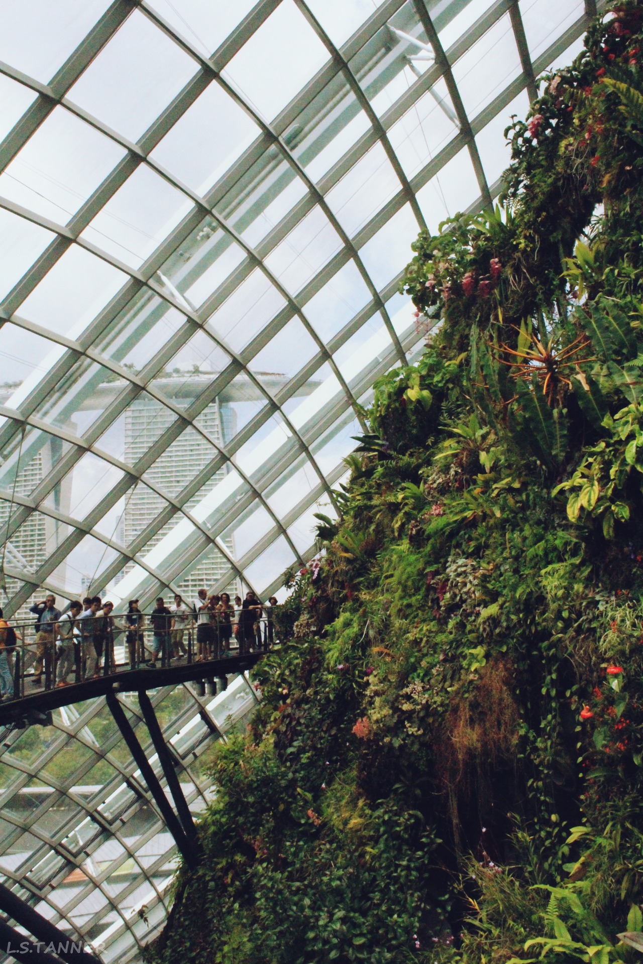 louisetannerphotography:  cloud forest