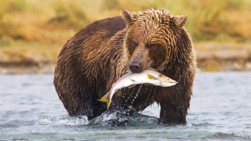 bearotonin-international: pictures-of-dogs:happy salmon slammin saturday