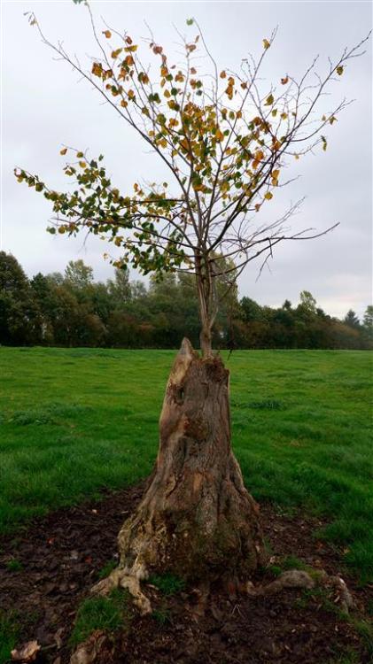 Rebirth.From out of the old stump.