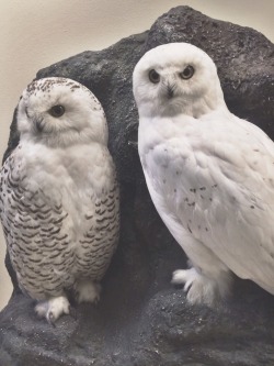 fat-birds:  ghoulshavemorefun: snowy owls.