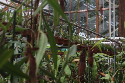 I went to the Hortus Botanicus in Leiden and it was lovely \ Canon 600D