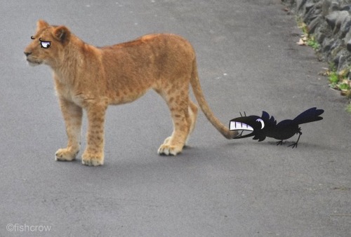 Curiosity or stupidity Crows are just like that