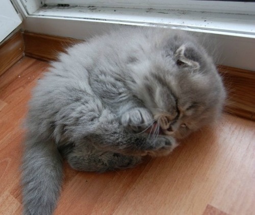 peppylilspitfuck:Here we see a baby wigglefloof cleaning its tiny squishbeans. 