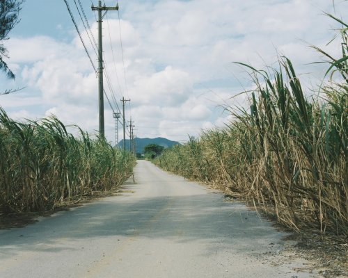 辺野古・沖縄　2020年| Instagram | YouTube |