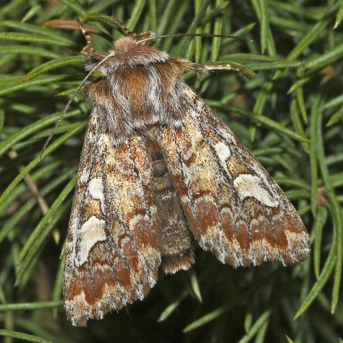 Pine beauty (Panolis flammea)The pine beauty is a moth of the family Noctuidae. It is a common speci