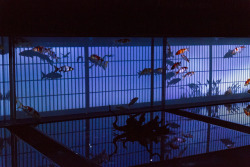 luxori:  Art Aquarium by yasa_ on Flickr.