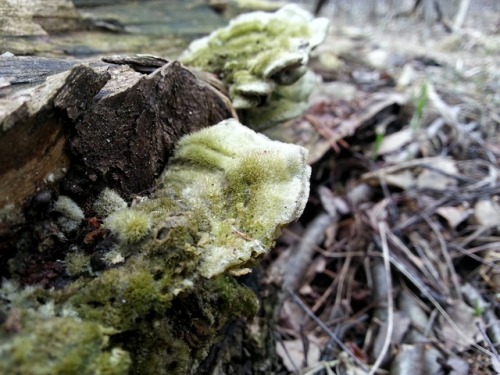 Mossy maze polypores (Cerrena unicolor) growing on fallen birch trees (Betula sp.).