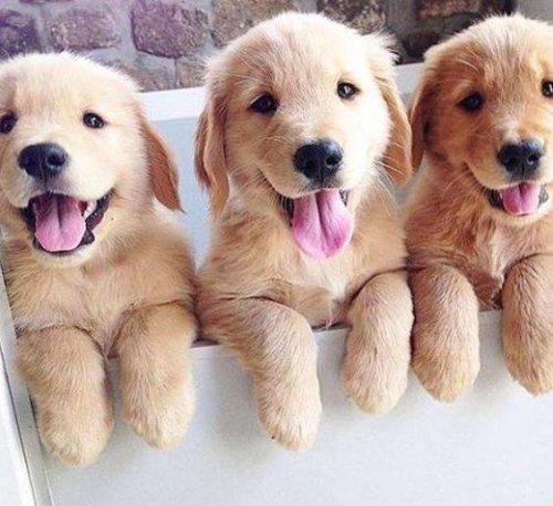 babyanimalgifs:  baby animals blog