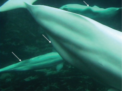 griseus:  BELUGA WHALES ARE OVERWEIGHT FOR