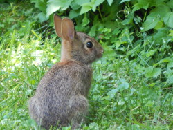 break-ing-the-girl:  Lil baby bunny in my yard 