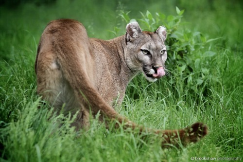 A wonderful puma/cougar/mountain lion (!) at WHF Big Cat Sanctuary…