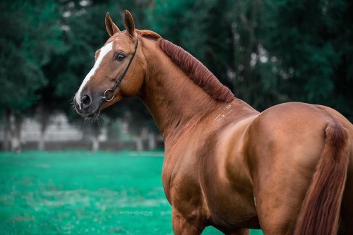 russianhorses:Russian Don stallion Bargyzin