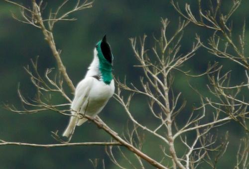 linaevelovesyou:raideo:libutron:Bare-throated Bellbird - Procnias nudicollisThe Bare-throated bellbi