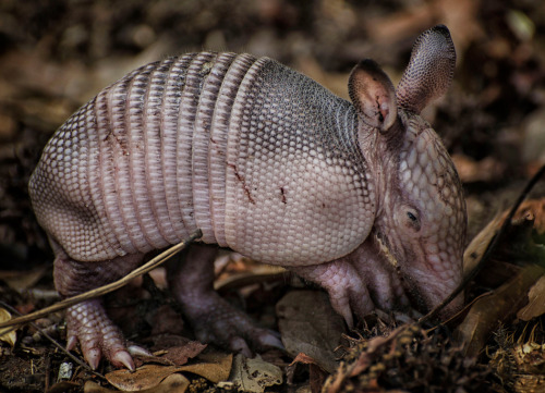 Armadillos are born with soft, leathery skin. Over the course of a few weeks, the epidermal scales h