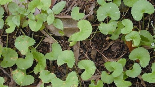 Gotu Kola: Proven Medical Benefits Gotu kola (Centella asiatica) has a long and successful history o