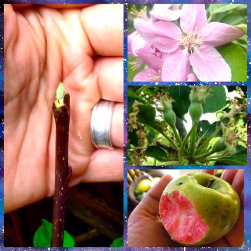 seedkeeping:Excitement of the day!! One of my grafts of Mountain Rose Apple (a delicious pink-fleshe