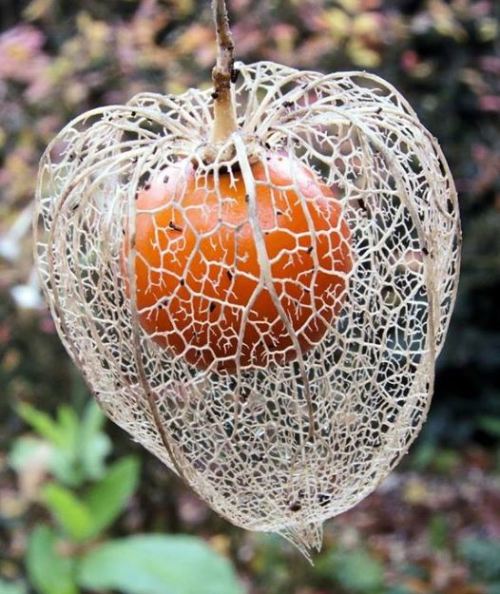 sixpenceee:This is a Chinese and Japanese Lantern plant. It blooms in the winter and dries up in the