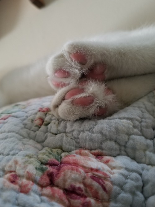 moss-mother: Beans ™️