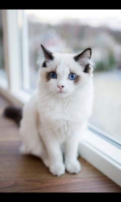 cute-overload:  Probably the most beautiful cat I’ve ever seenhttp://cute-overload.tumblr.com